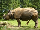 zoo rhinos p1040651