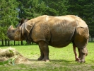 zoo rhinos p1040652