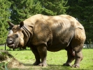 zoo rhinos p1040653