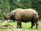 zoo rhinos p1040654