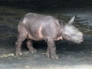 zoo rhinos p1040660