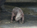 zoo rhinos p1040661