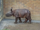 zoo rhinos p1040667