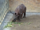zoo rhinos p1040670