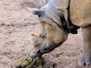 zoo rhinos p9030004