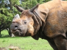 zoo rhinos p9030078