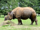 zoo rhinos p9030081