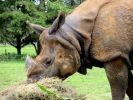 zoo rhinos p9030082