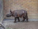 zoo rhinos p9030088