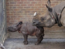 zoo rhinos p9030089