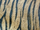 zoo tiger closeup p1020441 b