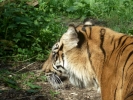 zoo tiger closeup p1020442 b