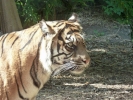 zoo tiger p1020437 b
