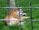 zoo tigers p9030008