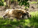 zoo warthogs p1040612