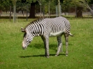 zoo zebras p1040587