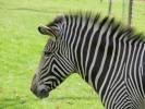 zoo zebras p9030028