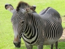 zoo zebras p9030029